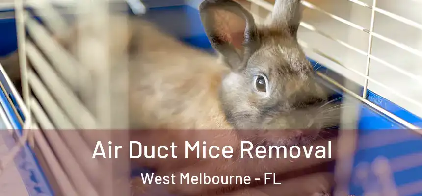  Air Duct Mice Removal West Melbourne - FL